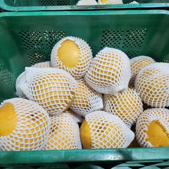 [배최고집] 가정용 원황 배 달콤한 배  3kg 5kg 
