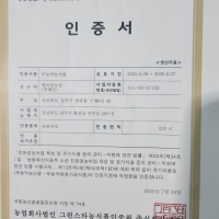 송화고 버섯 무농약인증 송화고버섯
