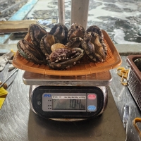 [신한카드 할인] 청정지역   완도  활전복(푸)