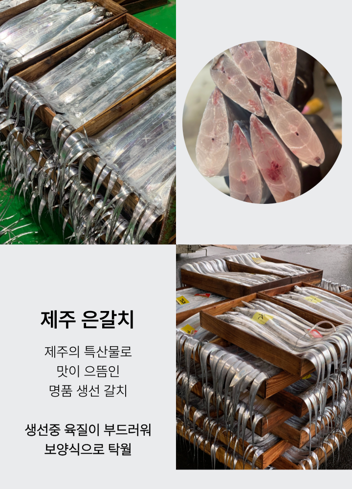 싱싱한 제주 은갈치 3미 9토막 800g 무염 급냉