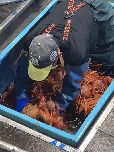 산지직송 구룡포 연지홍게  홍게제철  실속 가성비 3kg (10-12미)