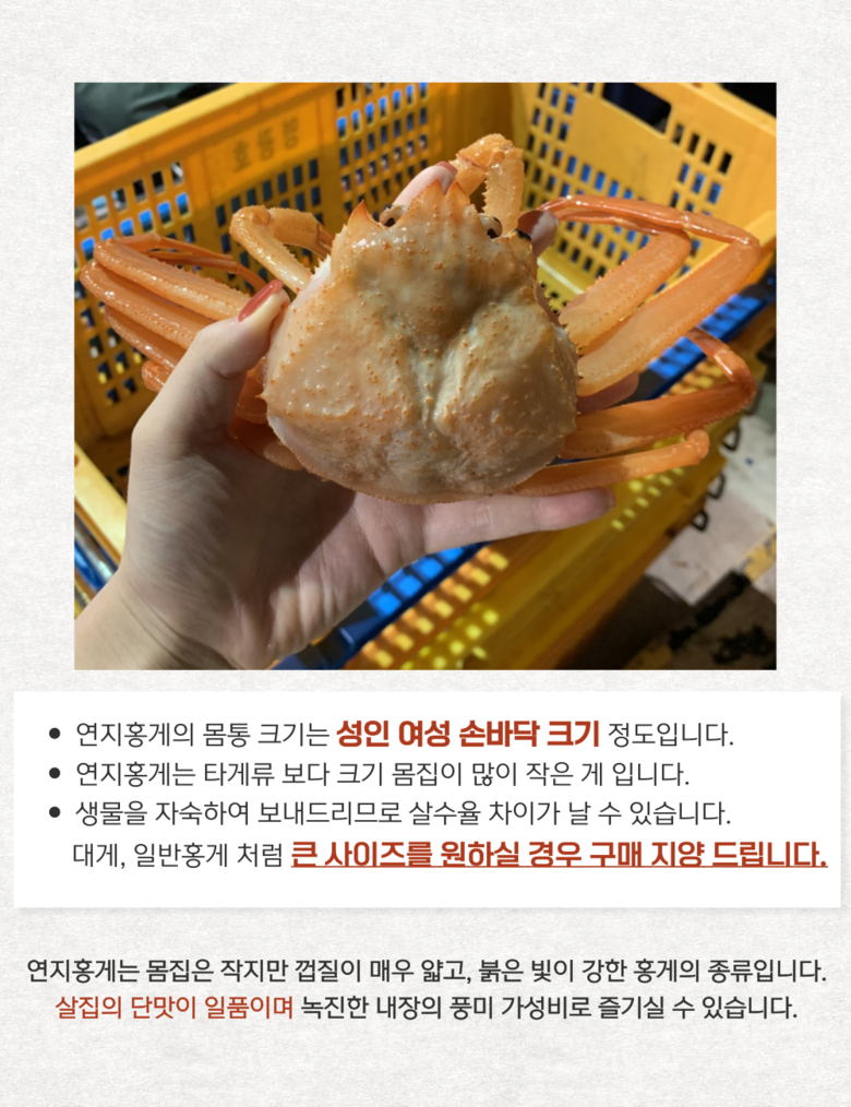 산지직송 구룡포 연지홍게  홍게제철  실속 가성비 3kg (10-12미)
