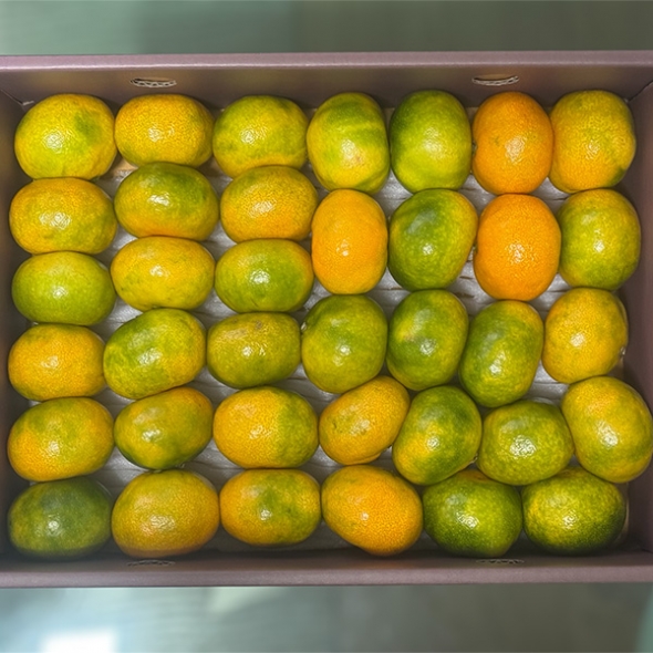 [선물세트] 제주 하우스귤, 황금향 선물세트 2kg/3kg/5kg