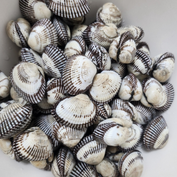 홍지수산  벌교새꼬막 1kg  대사이즈 85-100개