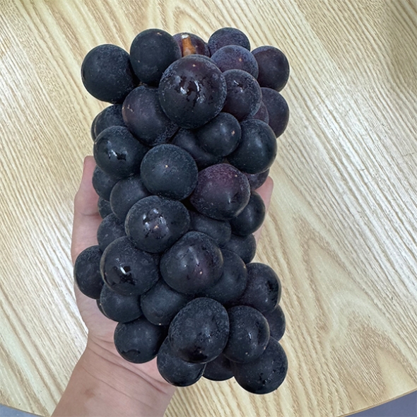 고당도  국내산  거봉포도(푸)
