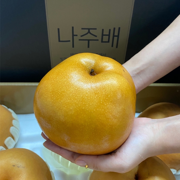 [명절캄므] 나주 배 선물세트 5kg 7.5kg