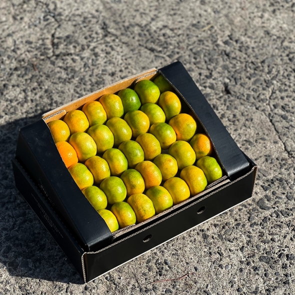[명절브팜] 제주 감귤 선물세트 3kg 5kg