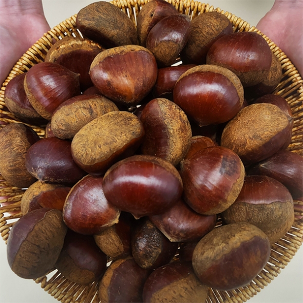부여 햇밤(푸)