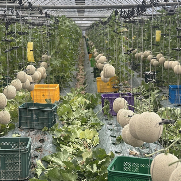 부드러운 과육 고당도 머스크메론(푸)