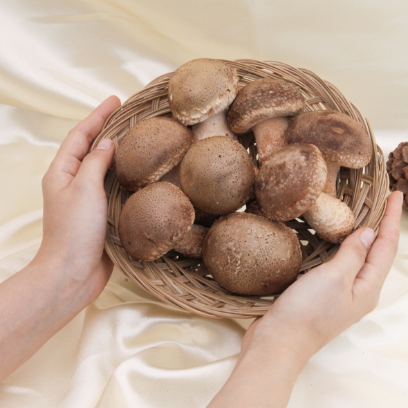 [추석선물세트] 송화고버섯 정품 선물세트 500g/ 1kg