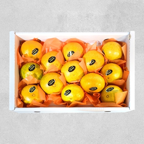 제주 황금향 선물세트 대과 3kg(실중량2.5kg) 8-12과