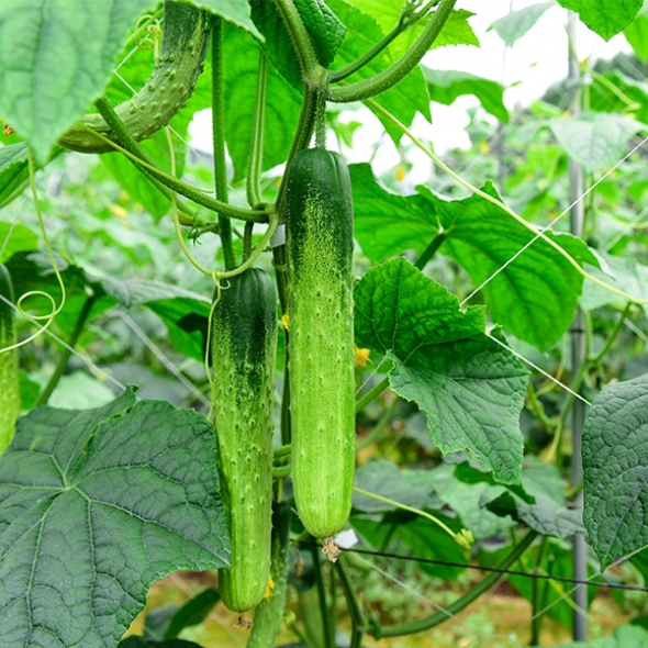 [오이최고] 수분 촉촉 백오이 아삭 하얀오이 1kg 2kg 3kg 5kg 백다다기
