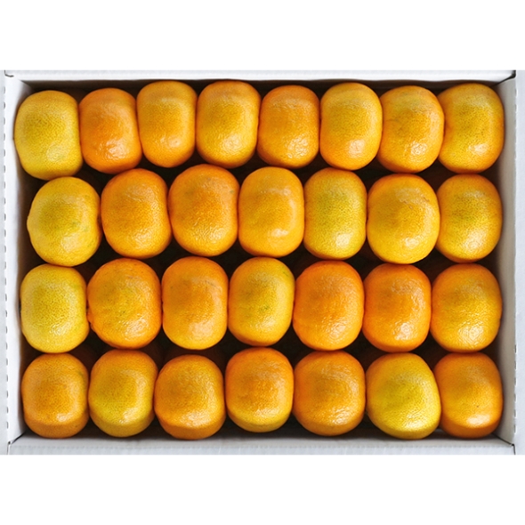 [명절최고] 하우스 감귤 선물세트 1.5kg 3kg 5kg