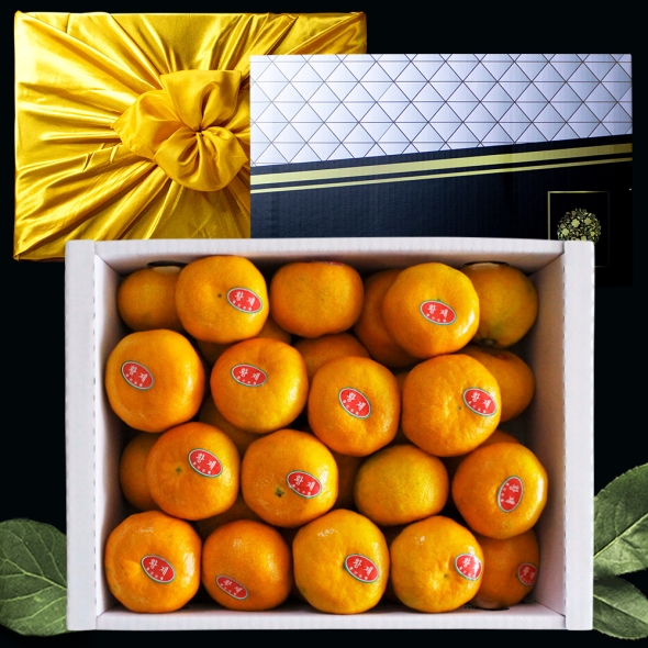 [명절브팜] 제주 감귤 선물세트 3kg 5kg