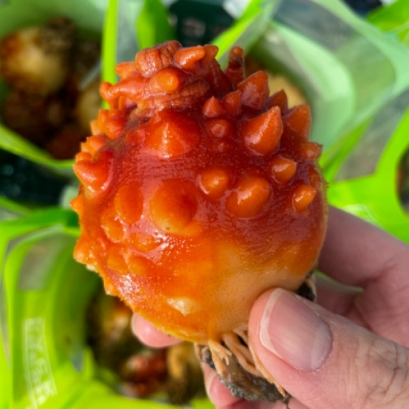제철 통영 멍게 1kg 손질 세척 깐 멍게 500g 꽃멍게 자연산 돌멍게