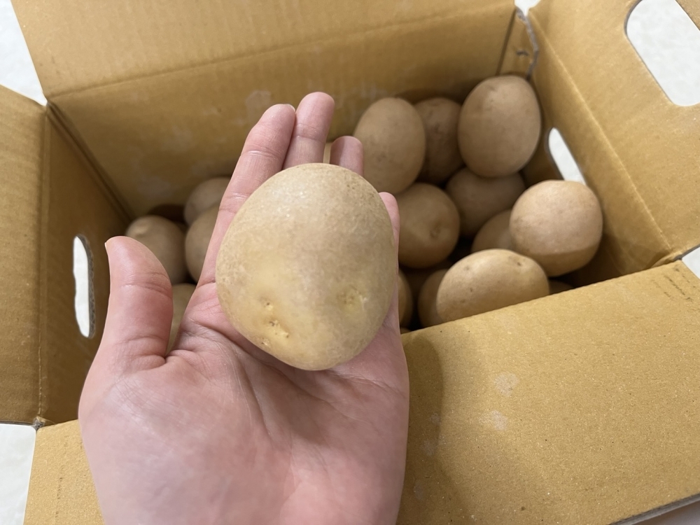 25년 햇감자 중 대 특 왕특 3kg 5kg 김제 국내산