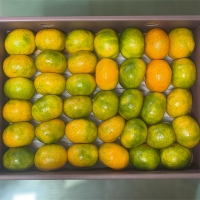 [선물세트] 제주 하우스귤, 황금향 선물세트 2kg/3kg/5kg