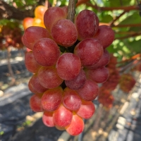 [샤인최고] 레드 샤인머스켓 빨간맛 샤인머스캇 1kg 2kg