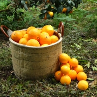 [명절최고] 제주 황금향 3kg 4.5kg 선물세트