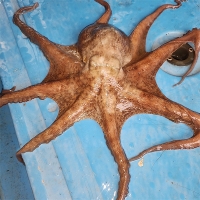 탄탄한 육질 통영 돌문어(푸)
