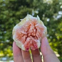 깨끗한 공기를 머금고 자란  홍무화과