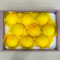 [선물세트] 제주 하우스귤, 황금향 선물세트 2kg/3kg/5kg