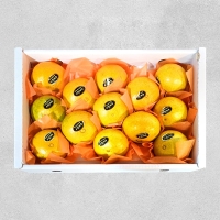 제주 황금향 선물세트 대과 3kg(실중량2.5kg) 8-12과