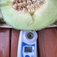 부드러운 과육 고당도 머스크메론(푸)