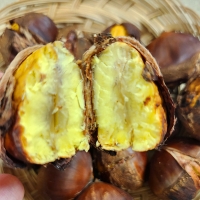 부여 햇밤(푸)