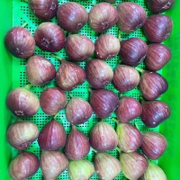 깨끗한 공기를 머금고 자란  홍무화과