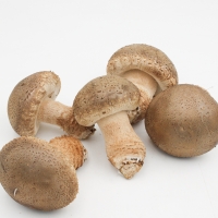 [명절캄므] 송화고 버섯 선물세트 500g 1kg