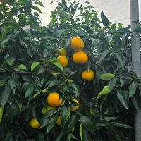 [선물세트] 제주 하우스귤, 황금향 선물세트 2kg/3kg/5kg