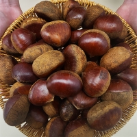 부여 햇밤(푸)