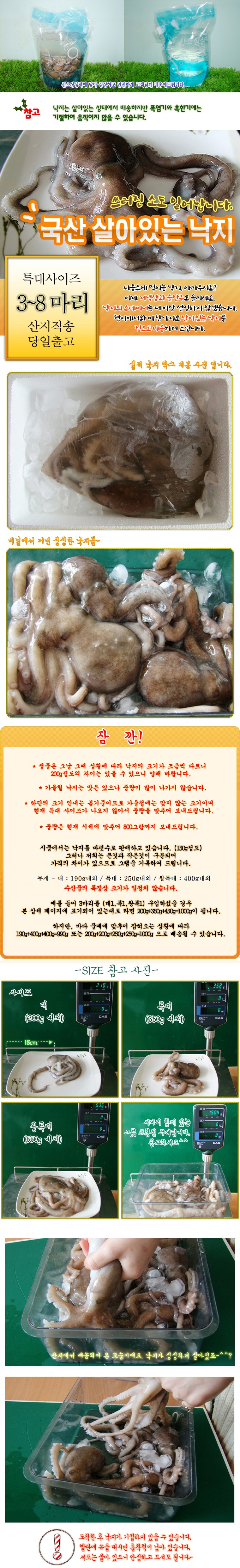 충남태안 기절낙지 5마리(대 2마리+특대 2마리+왕특대 1마리)