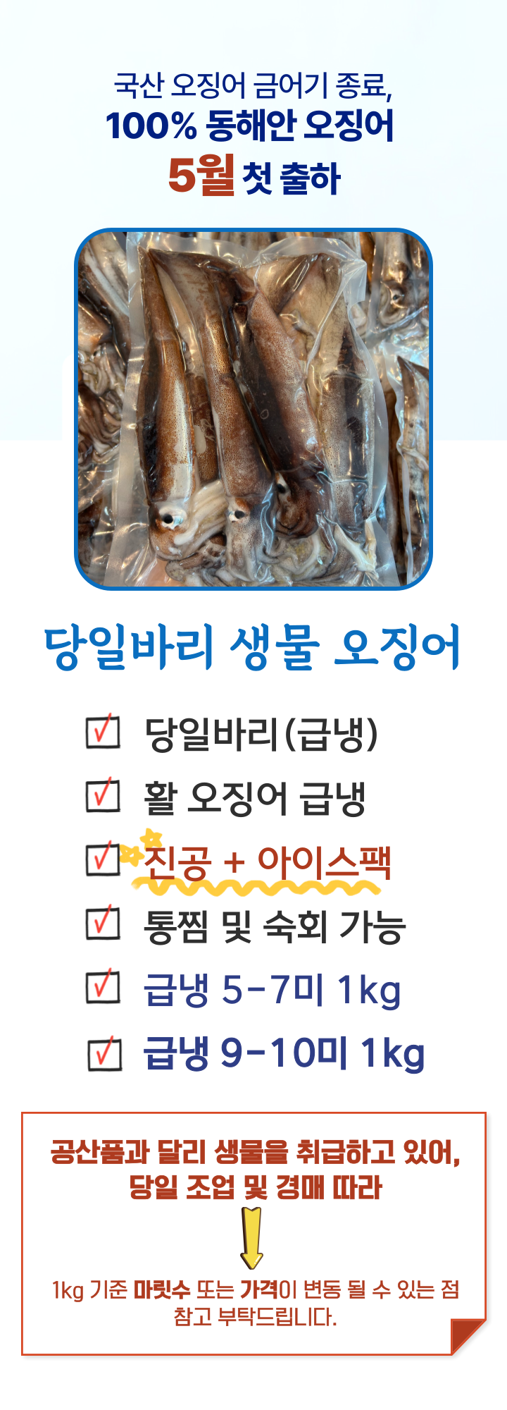 100%구룡포 생물오징어 당일바리 채낚기 활 급냉 1kg