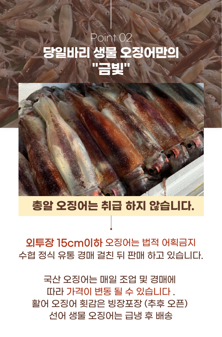100%구룡포 생물오징어 당일바리 채낚기 활 급냉 1kg