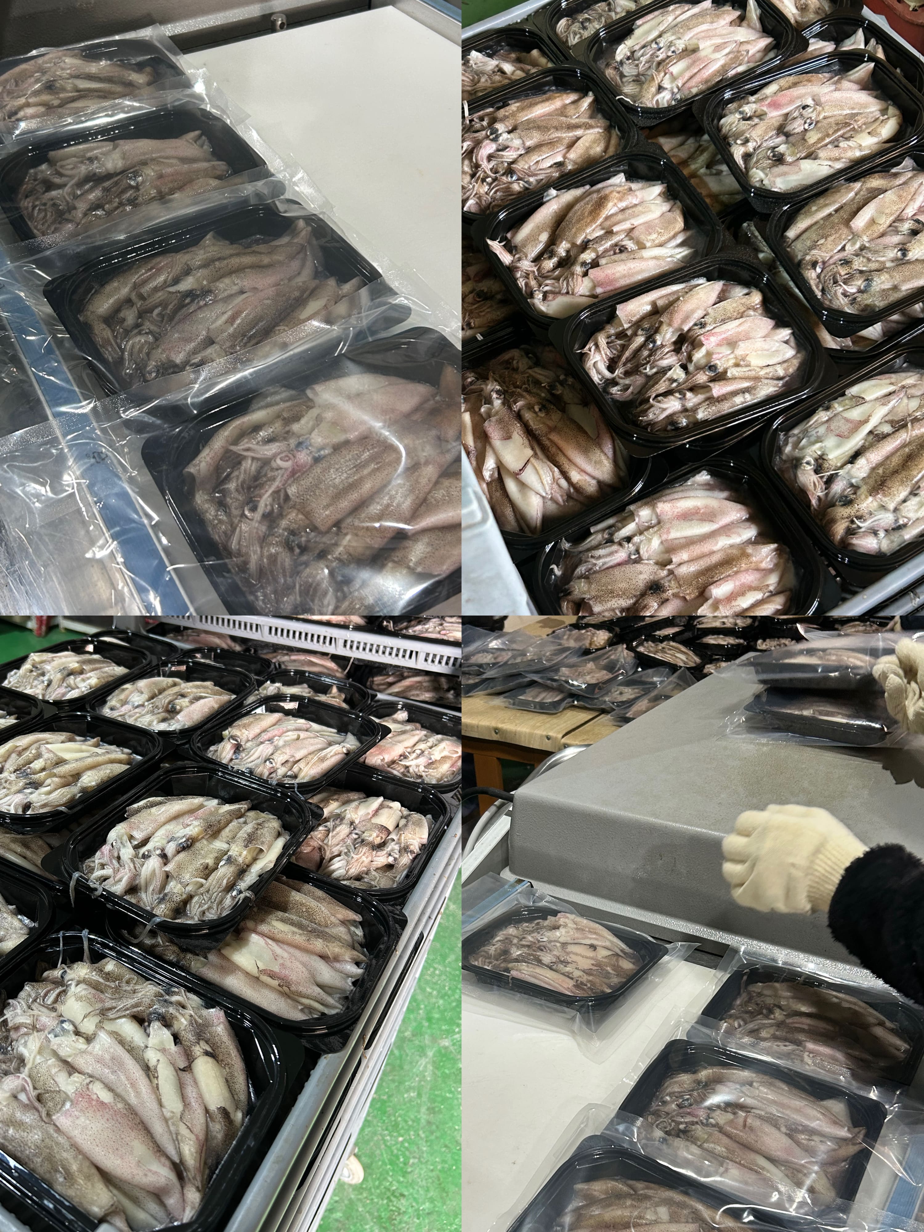 자연산 한치 총알한치 통찜한치 생물 급랭 1kg (14~26미)
