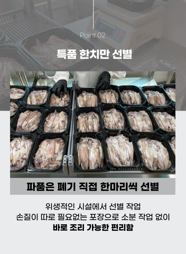 자연산 한치 총알한치 통찜한치 생물 급랭 1kg (14~26미)