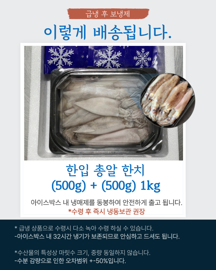 자연산 한치 총알한치 통찜한치 생물 급랭 1kg (14~26미)